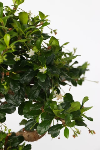 $Bonsai "Carmona Ball"- Hauteur livrée 25-30 cm