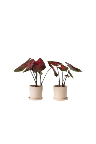 $2 Caladiums "Postman Joyner" - Hauteur livrée 25-40 cm
