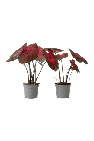 $2 Caladiums "Postman Joyner" - Hauteur livrée 25-40 cm