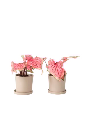 $2 Caladiums Sweetheart - Hauteur livrée 25-40 cm