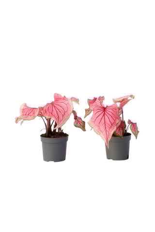 $2 Caladiums Sweetheart - Hauteur livrée 25-40 cm