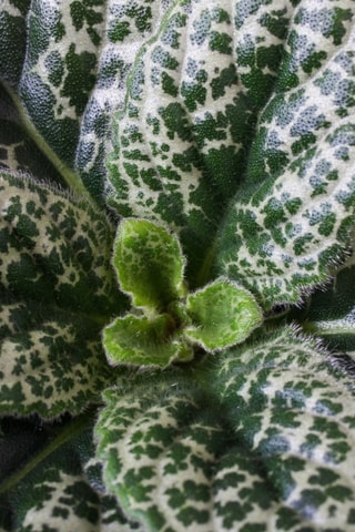 $2 Streptocarpus "Pretty Turtle" - Hauteur livrée 25-35 cm