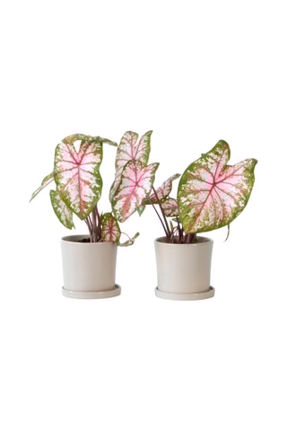 $2 Caladiums "Tapestry" - Hauteur livrée 25-35 cm