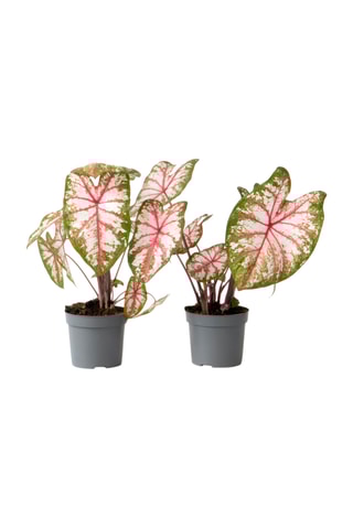 $2 Caladiums "Tapestry" - Hauteur livrée 25-35 cm