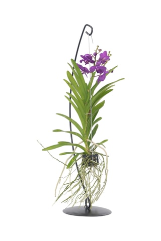 $Vanda orchidée bleu et support - Hauteur livrée 45-55 cm