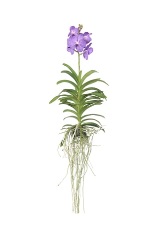 $Vanda orchidée bleu - Hauteur livrée 55-65 cm
