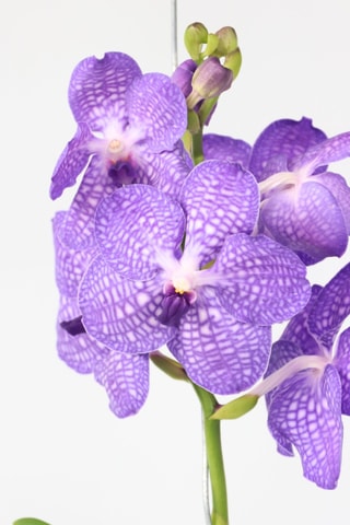 $Vanda orchidée bleu - Hauteur livrée 55-65 cm