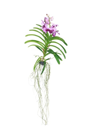$Vanda orchidée Lilas - Hauteur livrée 55-65 cm