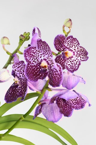 $Vanda orchidée Lilas - Hauteur livrée 55-65 cm