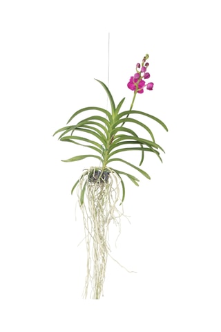 $Vanda orchidée Rose - Hauteur livrée 55-65 cm