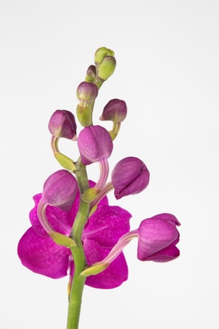 $Vanda orchidée Rose - Hauteur livrée 55-65 cm