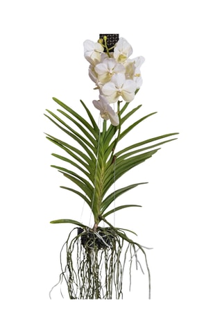 $Vanda orchidée Blanc - Hauteur livrée 55-65 cm