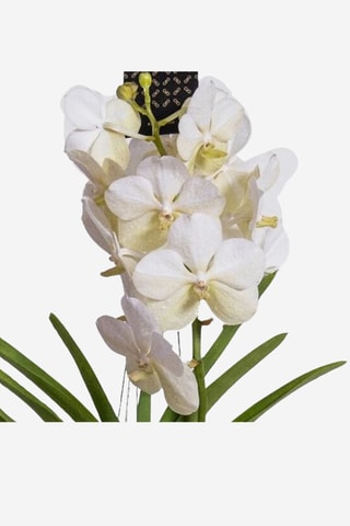 $Vanda orchidée Blanc - Hauteur livrée 55-65 cm