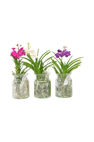 $Vanda orchidée bleu et vase - Hauteur livrée 45-55 cm