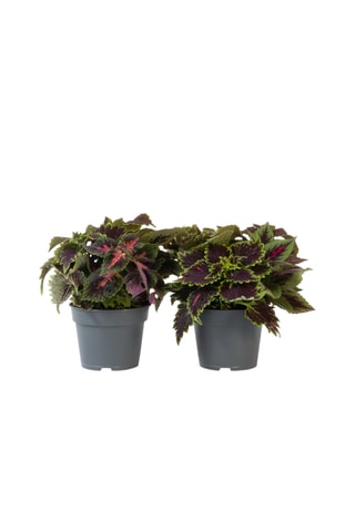 $2 Coleus "Painted nettle plants" P17 - Hauteur livrée 25-35 cm