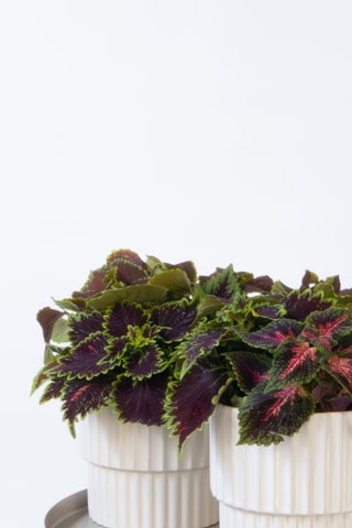 $2 Coleus "Painted nettle plants" P17 - Hauteur livrée 25-35 cm