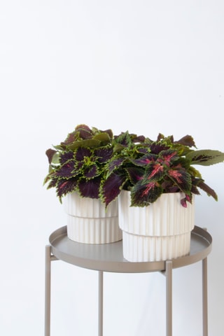 $2 Coleus "Painted nettle plants" P17 - Hauteur livrée 25-35 cm