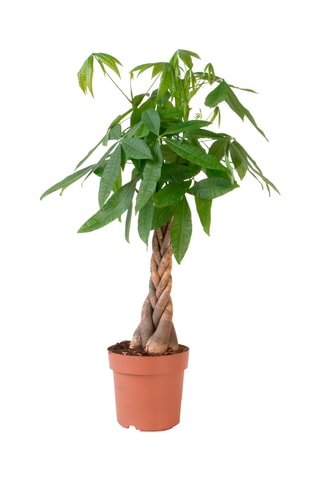 $Pachira "Money Tree" XL - Hauteur livrée 110-120 cm