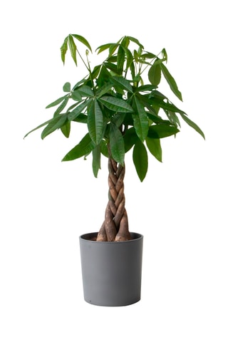 $Pachira "Money Tree" XL - Hauteur livrée 110-120 cm