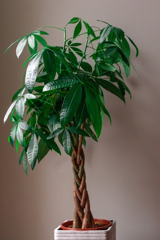 $Pachira "Money Tree" XL - Hauteur livrée 110-120 cm