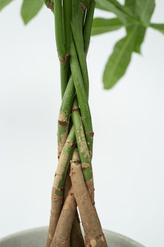 $Pachira "Money Tree" XL - Hauteur livrée 110-120 cm