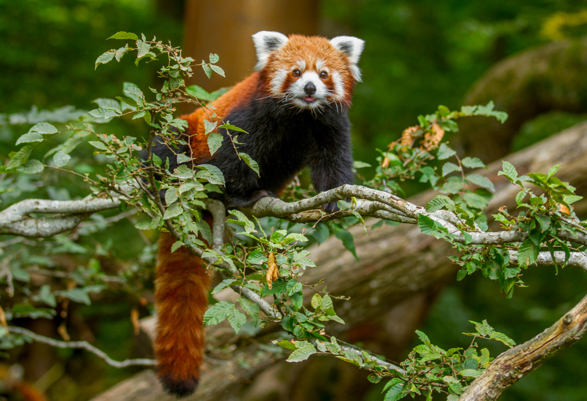 PARC ANIMALIER DE SAINTE CROIX en vente flash sur SHOWROOMPRIVÉ