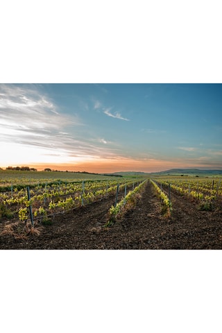 Coffret Découvertes œnologiques : cours, dégustations ou visites de vignobles