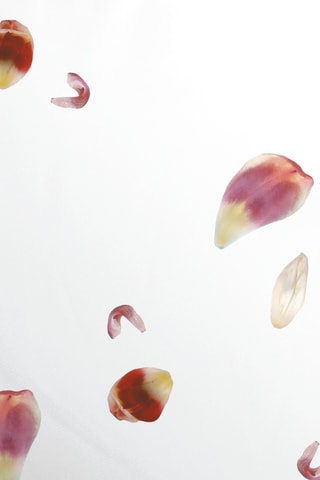 Taie d'oreiller en satin de coton 80 fils/cm² Aurore - Blanc