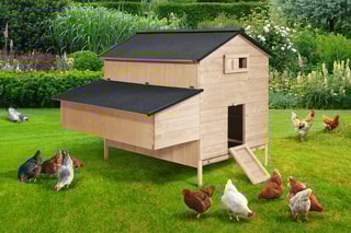 Poulailler chalet avec pondoir intégré - 12 à 15 poules