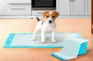 100 tapis éducateurs pour chien