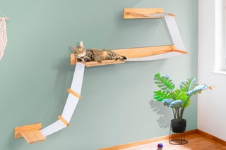 Parcours mural pour chat