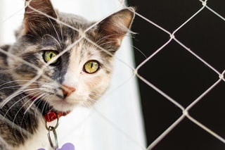 Filet de sécurité pour balcon pour chat