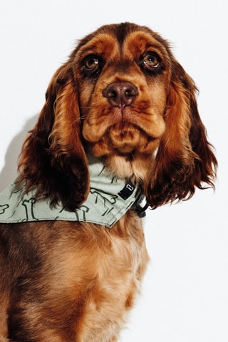 Bandana pour chien - Kaki