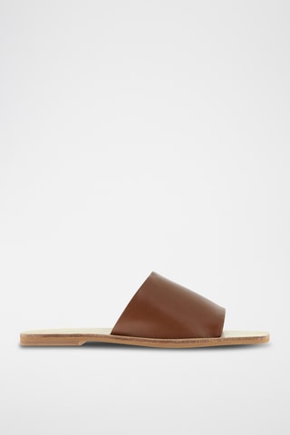 Mules - Camel