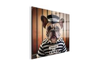Tableau «Bulldog Francese Galeotto» Paolo et Edgar - 30 x 30 x 1 cm