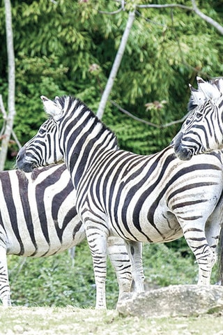Coffret Sortie en famille au Parc Zoologique d'Amnéville