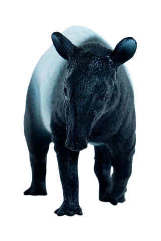 Tapir Wild Life A partir dos 3 anos