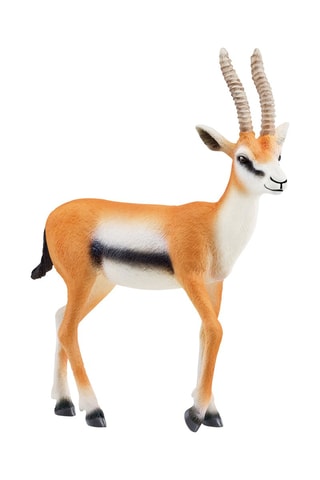 Gazelle de Thomson - A partir dos 3 anos