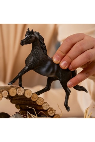 Étalon Arabe Horse Club - Dès 5 ans