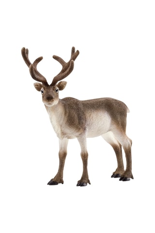 Renne Wild Life Dès 3 ans