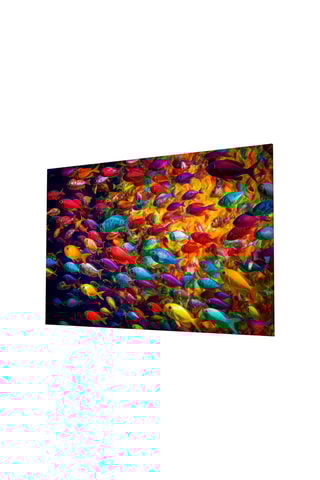 Tableau en verre trempé Groupe de poissons