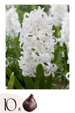 10 Jacinto Hyacinthus Carnegie Altura entregue 15 cm