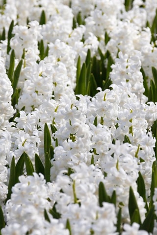 10 Jacinto Hyacinthus Carnegie Altura entregue 15 cm