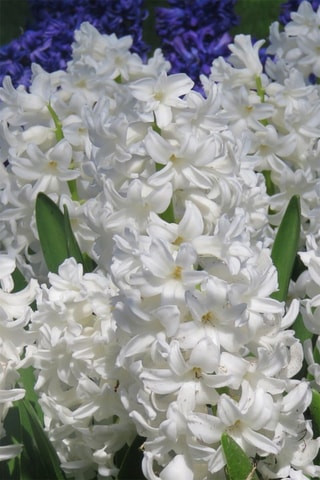 10 Jacinto Hyacinthus Carnegie Altura entregue 15 cm