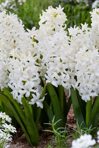 10 Jacinto Hyacinthus Carnegie Altura entregue 15 cm