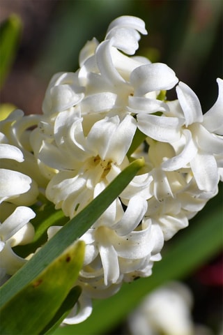 10 Jacinto Hyacinthus Carnegie Altura entregue 15 cm
