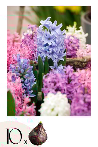 Jacinto 10 Hyacinthus Altura entregue 15 cm