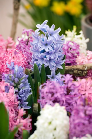 Jacinto 10 Hyacinthus Altura entregue 15 cm