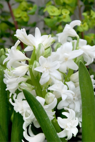 Jacinto 10 Hyacinthus Altura entregue 15 cm