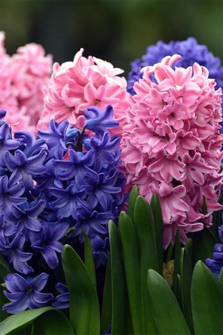 Jacinto 10 Hyacinthus Altura entregue 15 cm